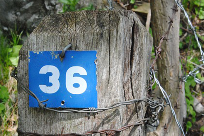 Number 36 on tree